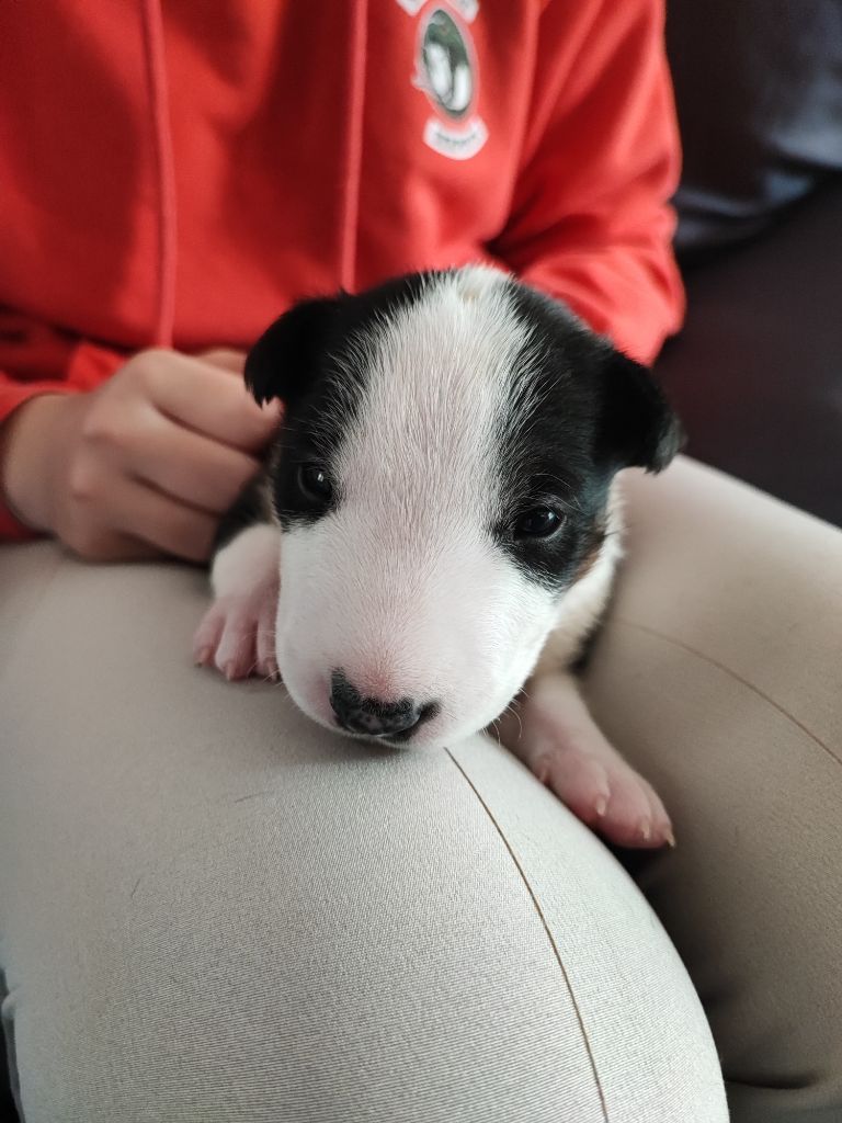 P'tit Red Bull - Chiot disponible  - Bull Terrier